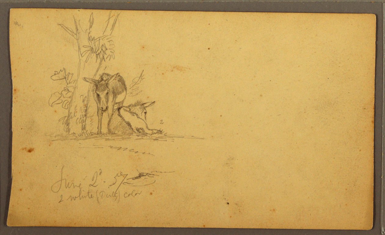 Dessin, ânes, 2 juin 1857 - Frederic Edwin Church
