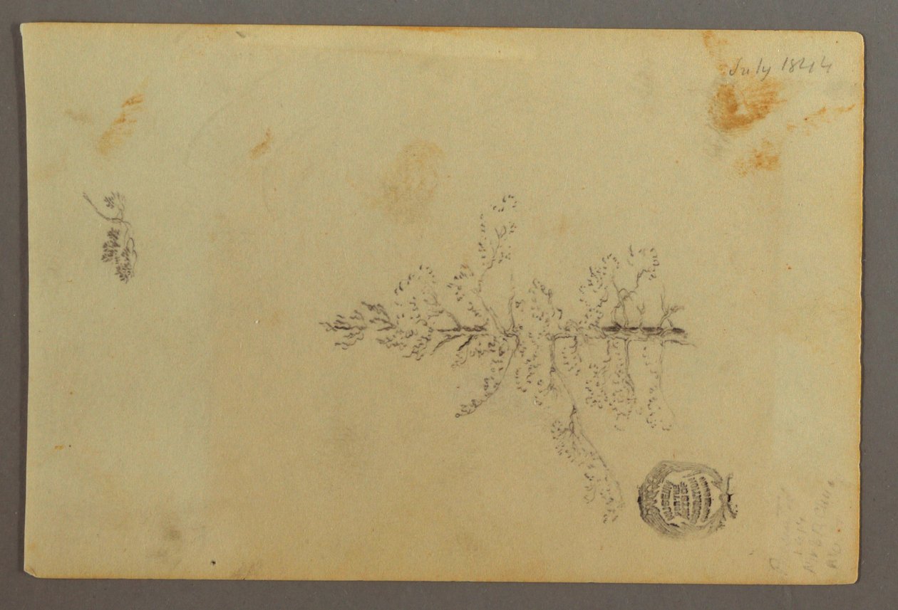Dessin, arbre à feuilles persistantes, 1844 - Frederic Edwin Church