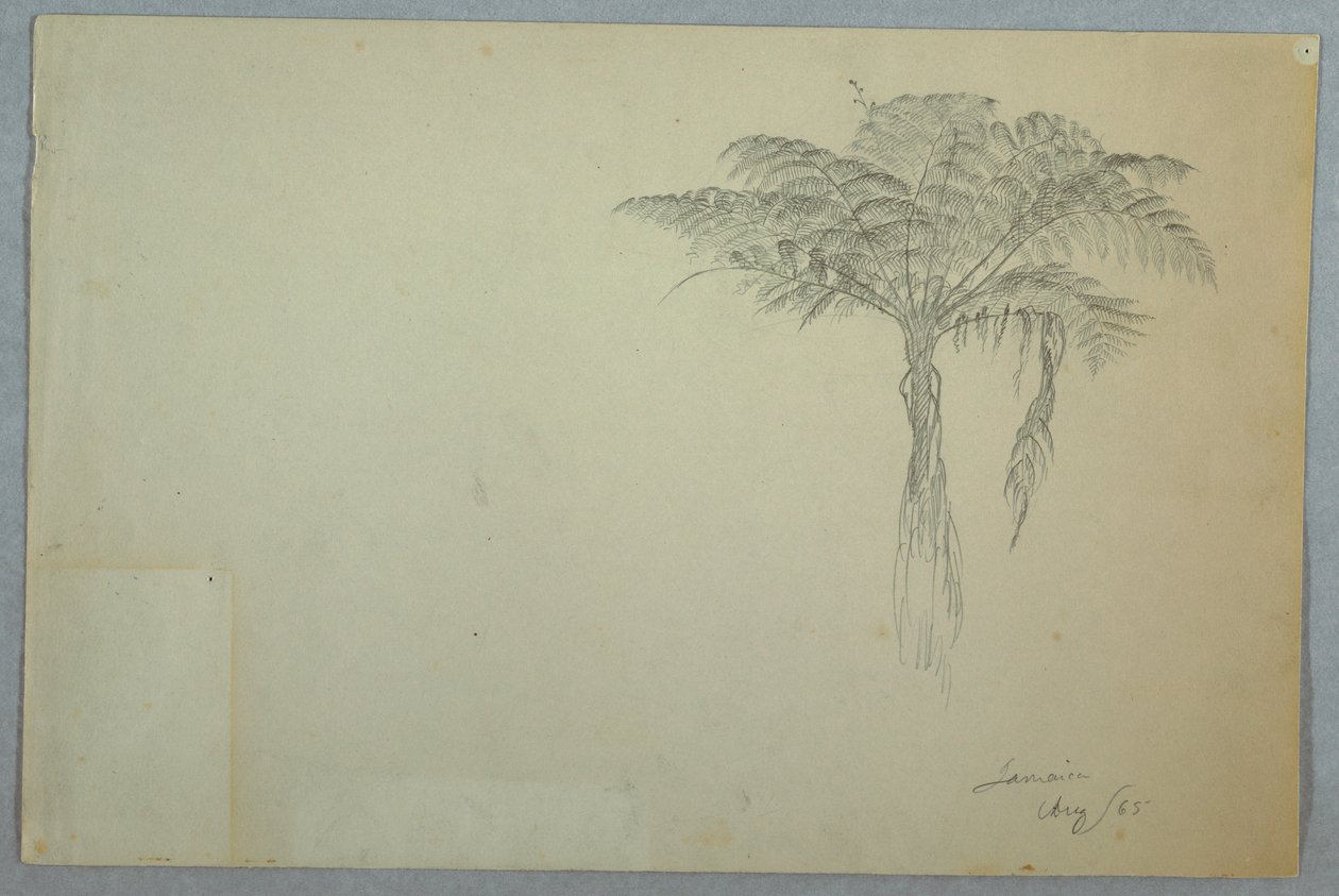 Dessin, étude sur les fougères, Jamaïque, août 1865 - Frederic Edwin Church
