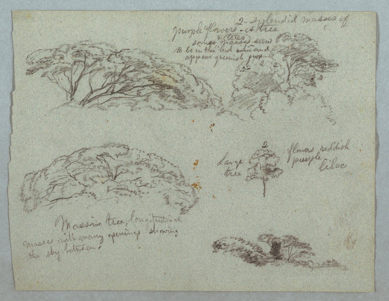 Dessin, Cinq études de cimes d