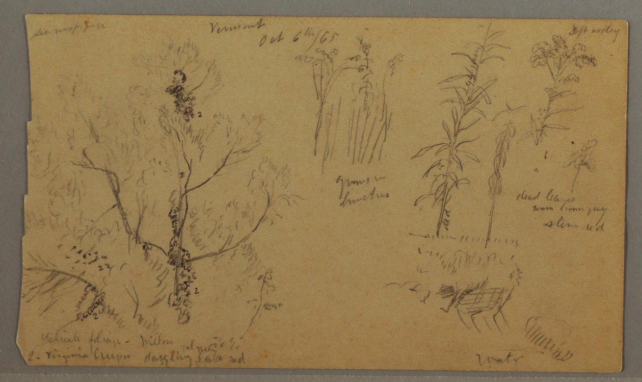 Dessin, études sur la flore, 6 octobre 1865 - Frederic Edwin Church