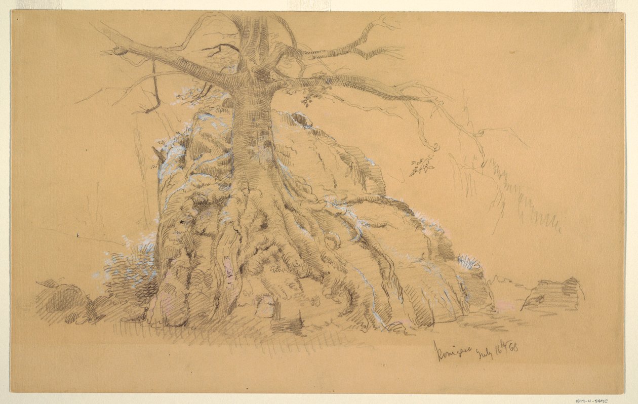 Dessin, arbre de Königssee, 16 juillet 1868 - Frederic Edwin Church