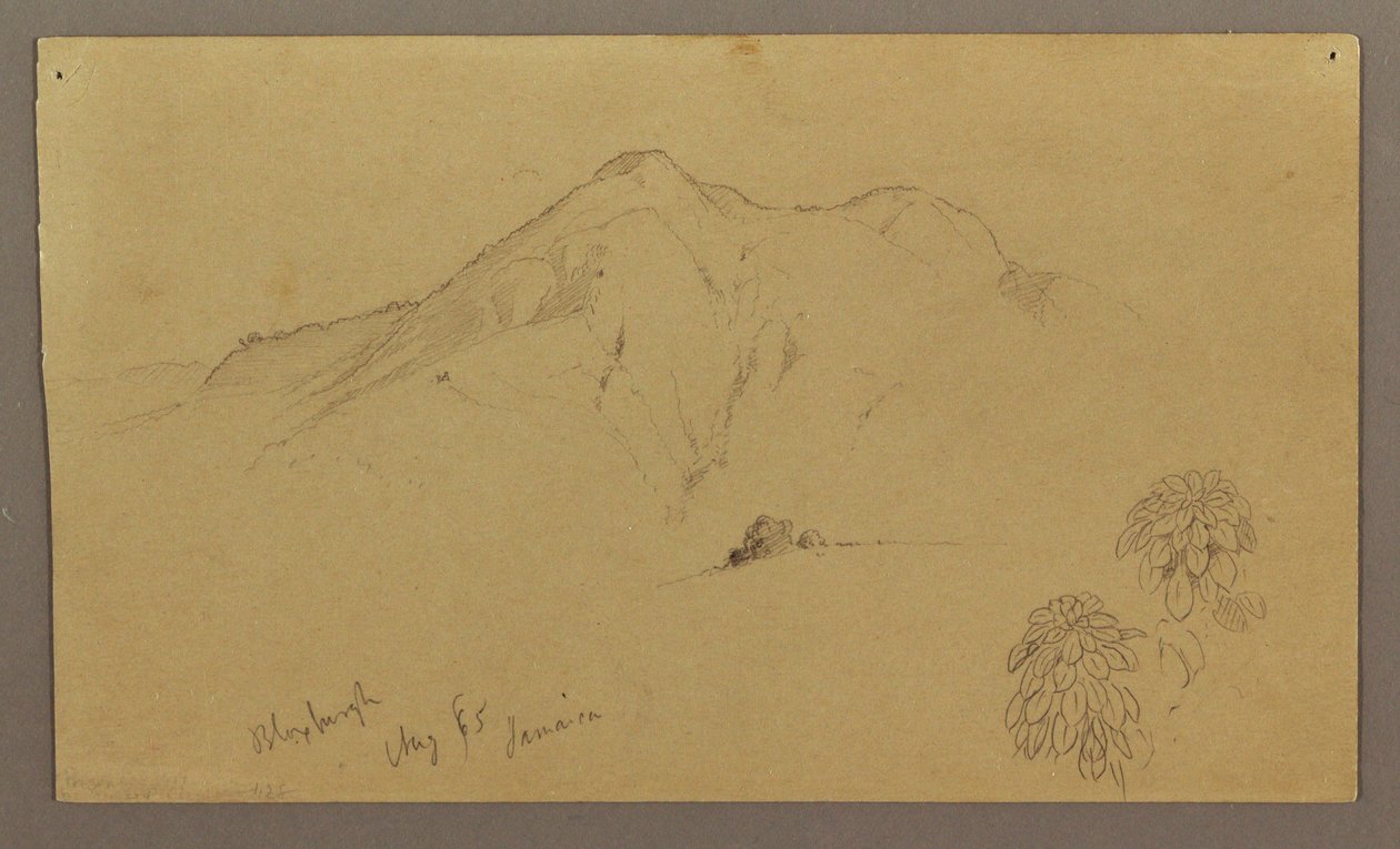 Dessin, paysage, plantes, Bloxburgh, août 1865 - Frederic Edwin Church