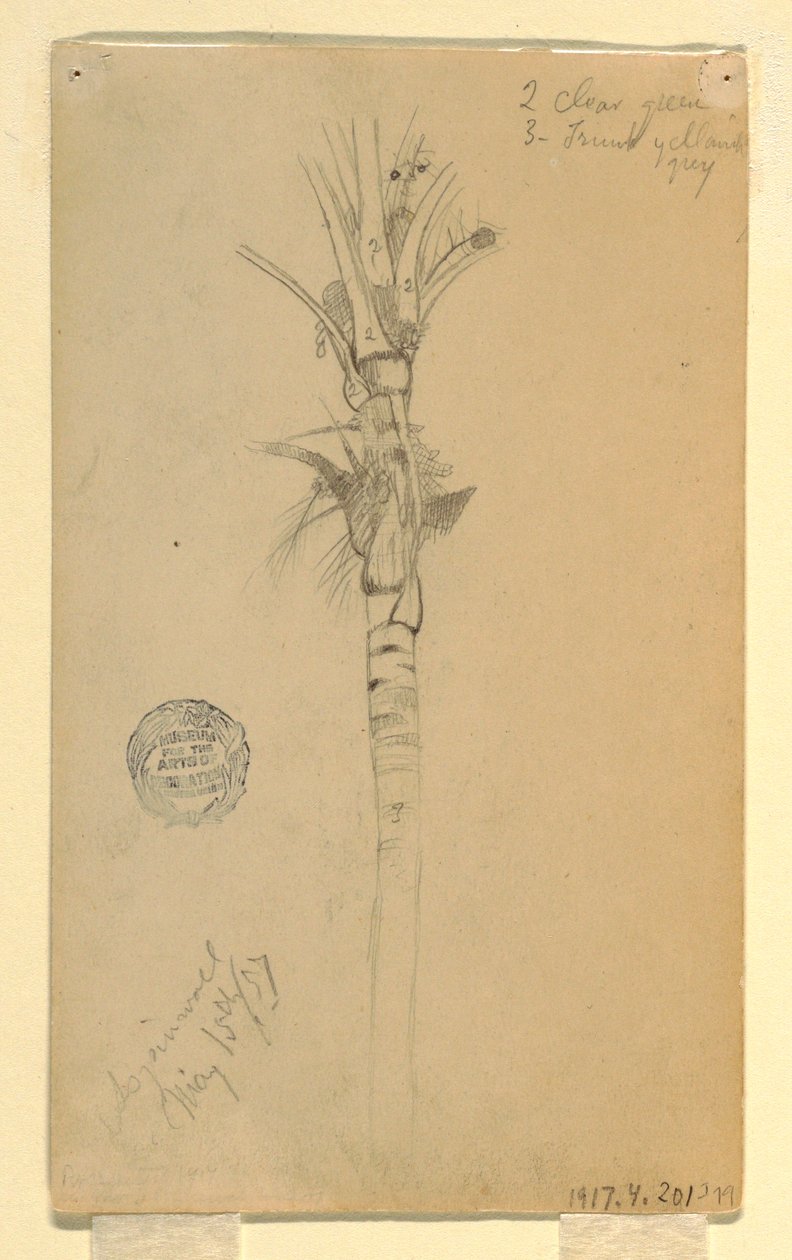 Dessin, feuilles et tige d