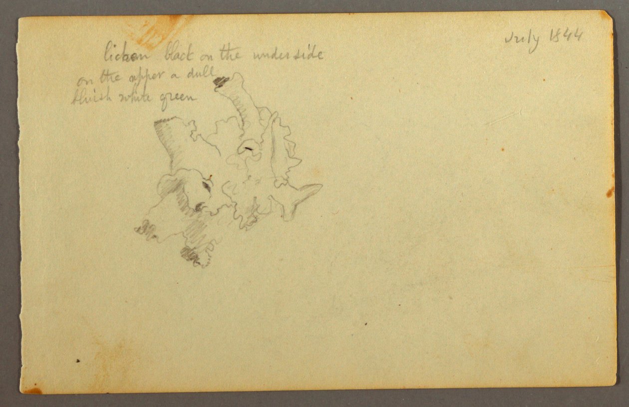Dessin, lichen, 1844 - Frederic Edwin Church