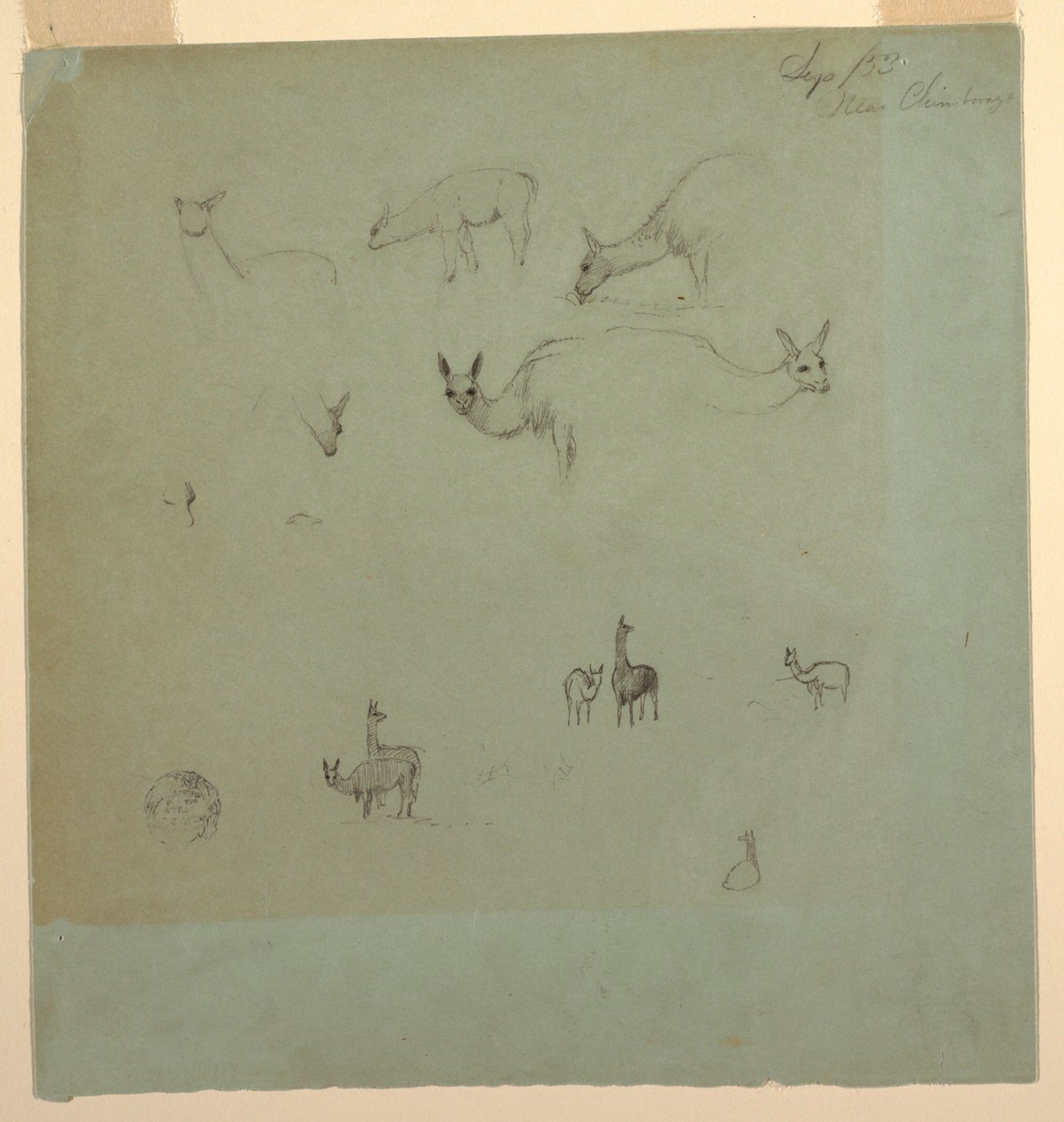 Dessin, lamas près de Chimborazo, Équateur, septembre 1853 - Frederic Edwin Church