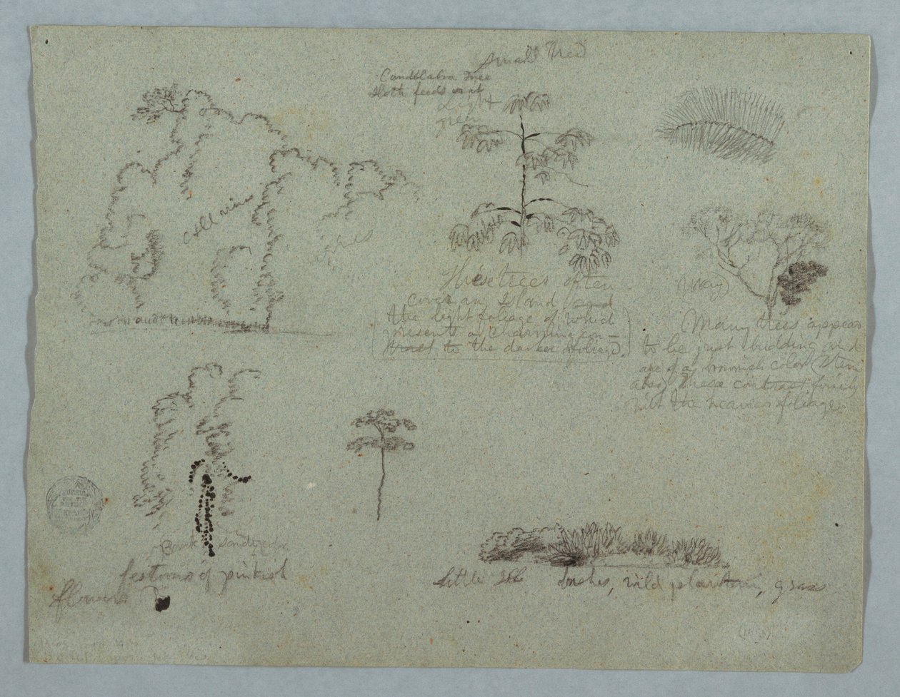 Dessin, études de la nature, y compris un arbre à chandeliers avec un paresseux, Rio Magdalena, Colombie, mai 1853 - Frederic Edwin Church