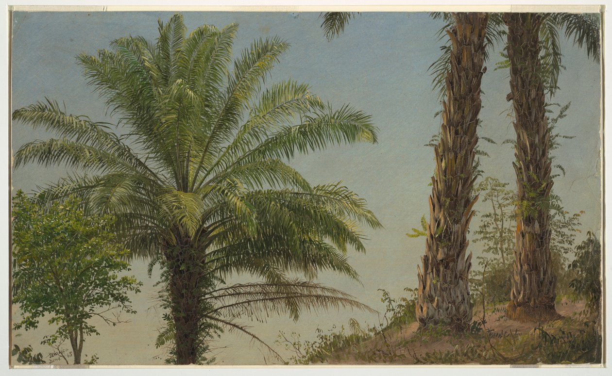 Dessin, palmiers, Jamaïque, juin 1865 - Frederic Edwin Church