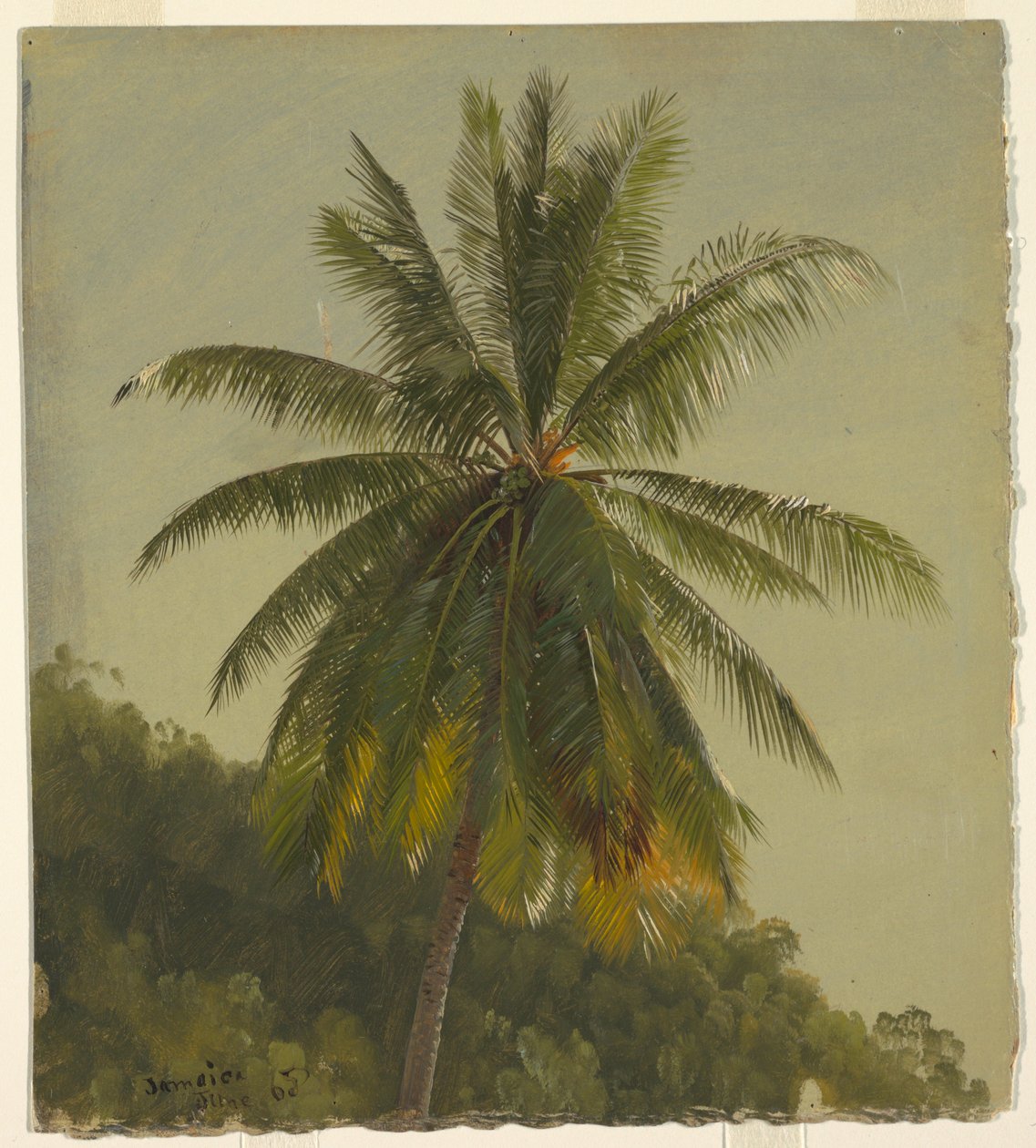 Dessin, palmiers, Antilles, juin 1865, 1865 - Frederic Edwin Church