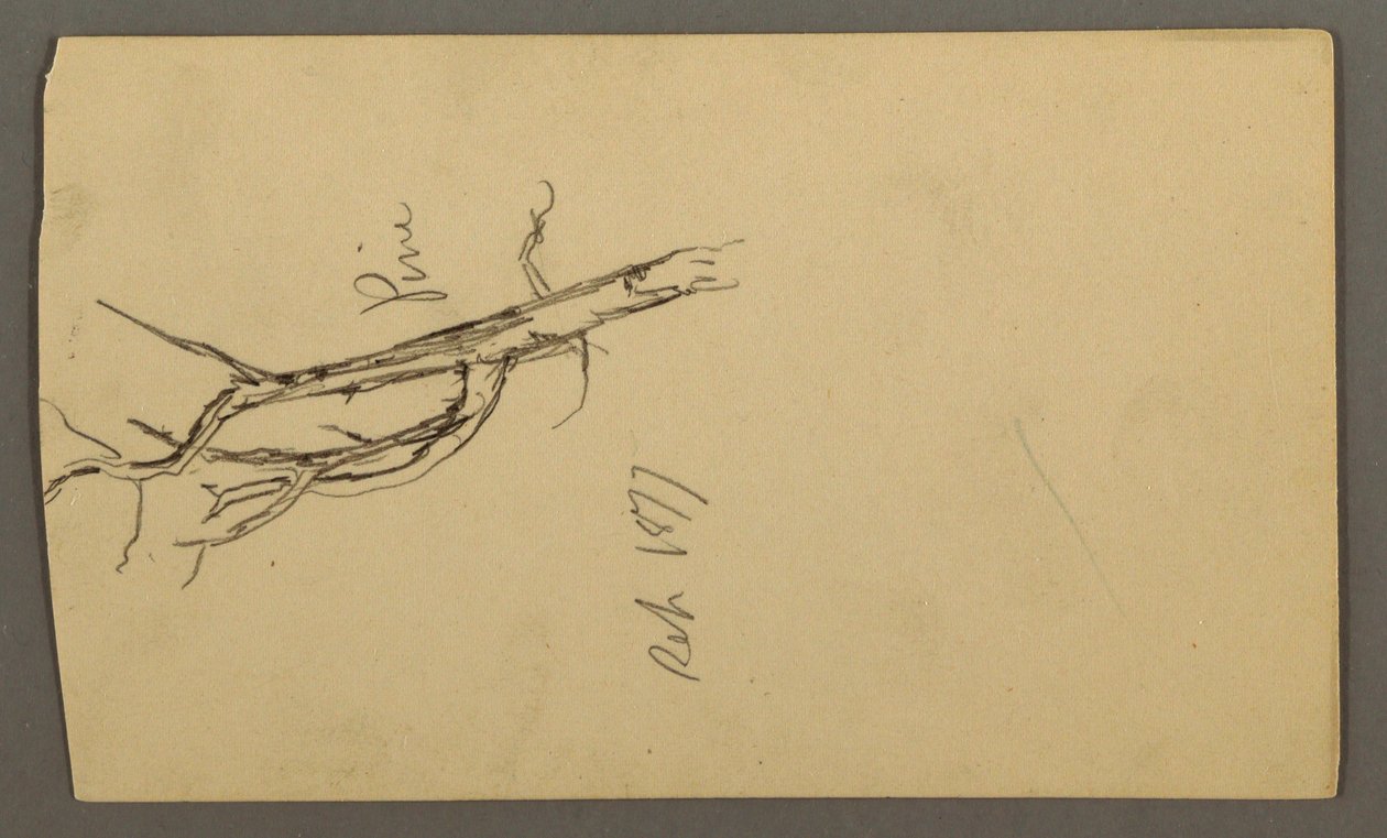 Dessin, pin, septembre 1877 - Frederic Edwin Church