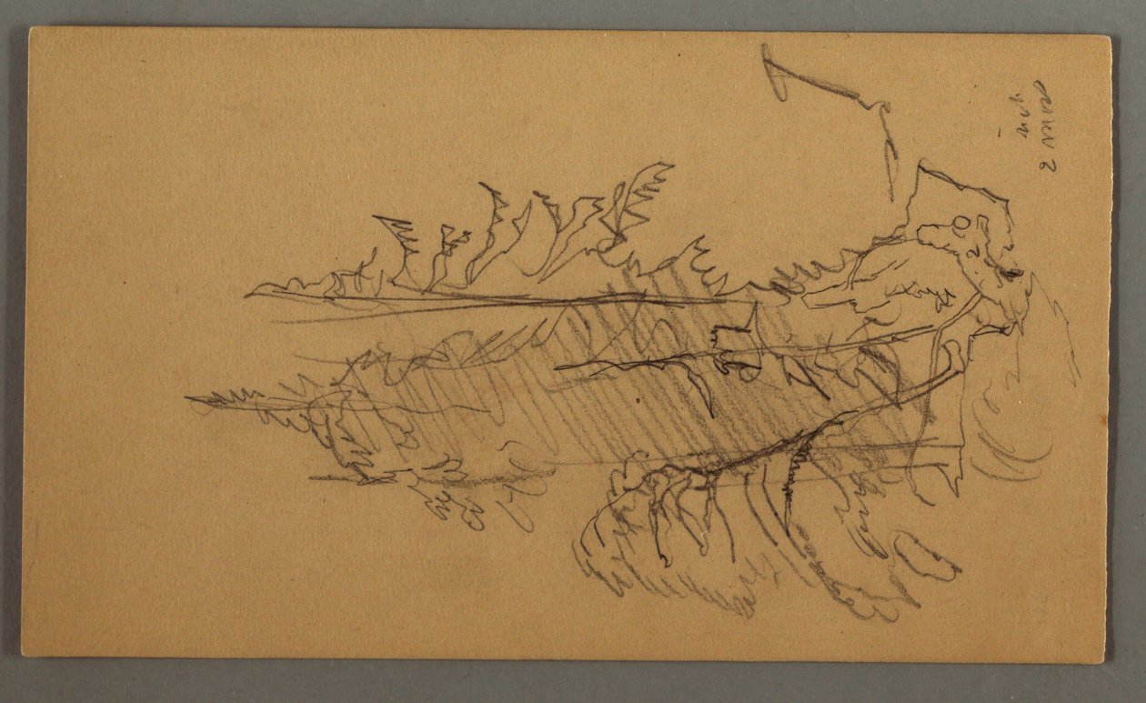Dessin, pins, peut-être 1868 - Frederic Edwin Church
