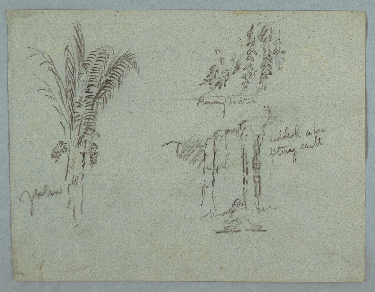 Dessin, Études de plantes du Rio Magdalena, Colombie, 1853, probablement mai - Frederic Edwin Church