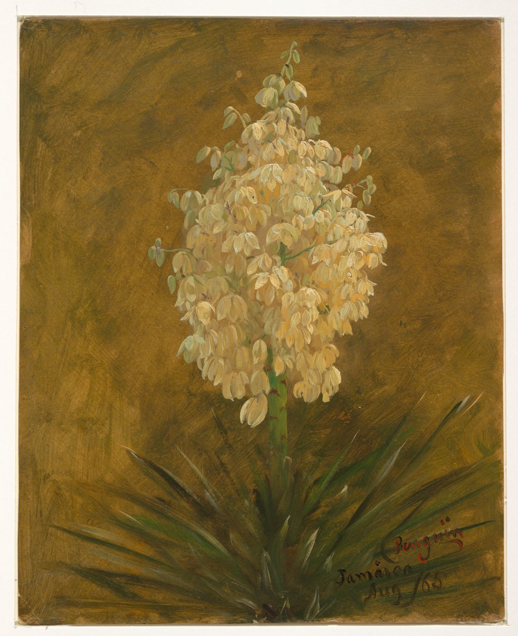 Dessin, plante en fleur, août 1865 - Frederic Edwin Church