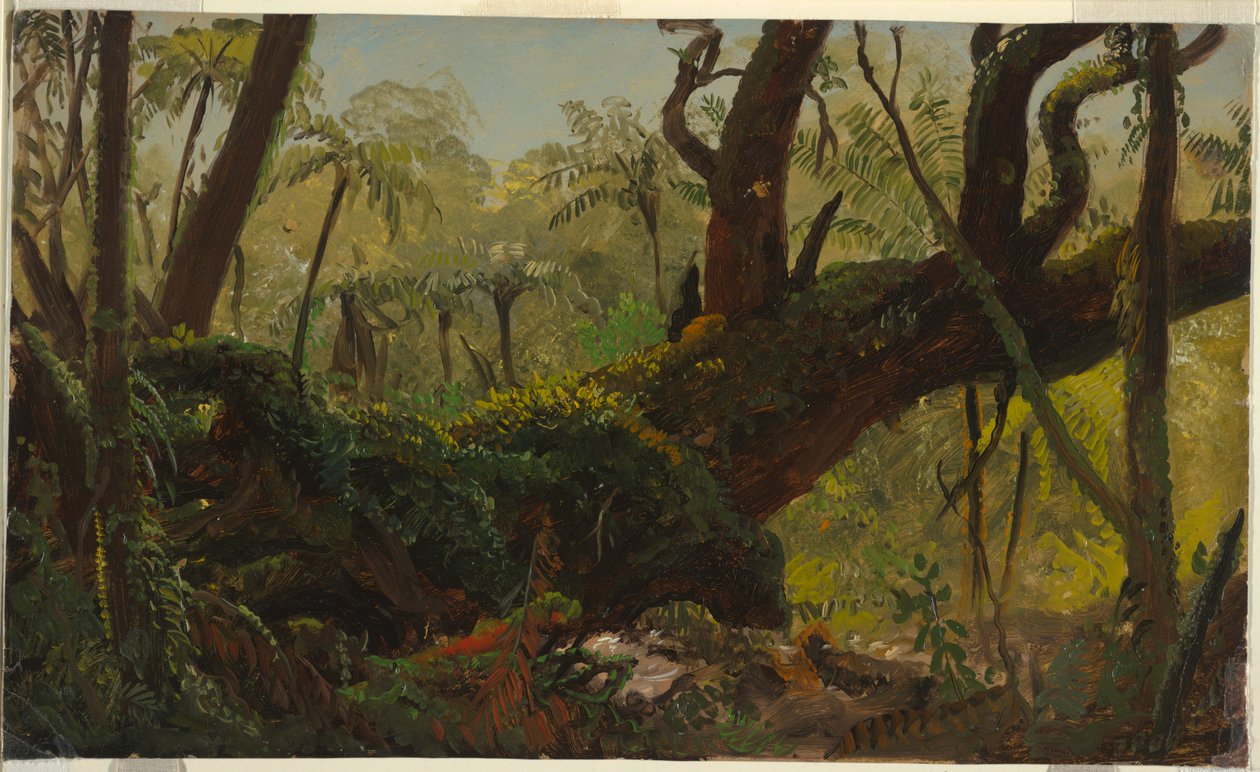 Dessin, forêt tropicale, Jamaïque, Antilles, avril-août 1865 - Frederic Edwin Church