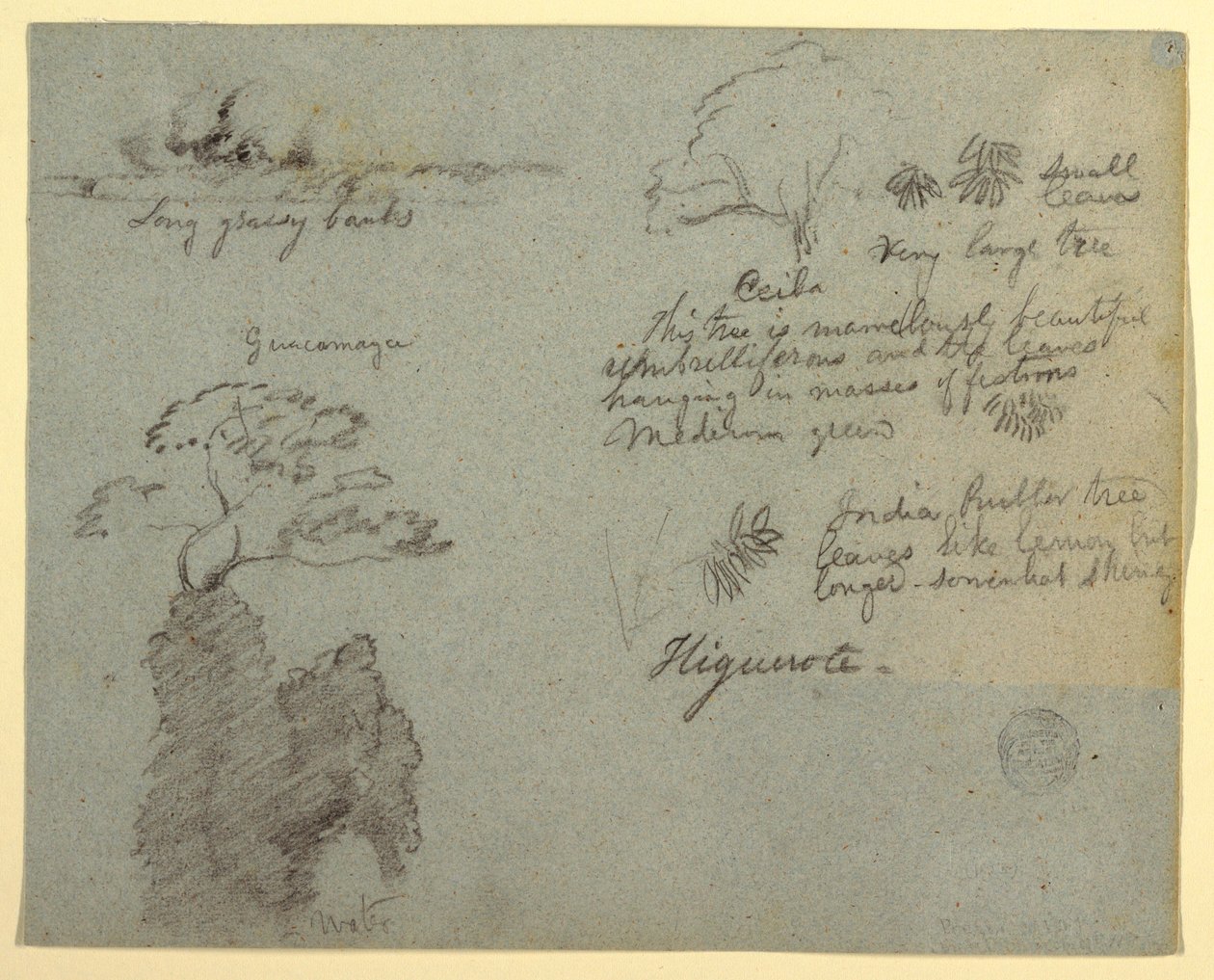 Dessin, croquis des berges et croquis botaniques de Higuerote, Équateur, mai 1853  - Frederic Edwin Church