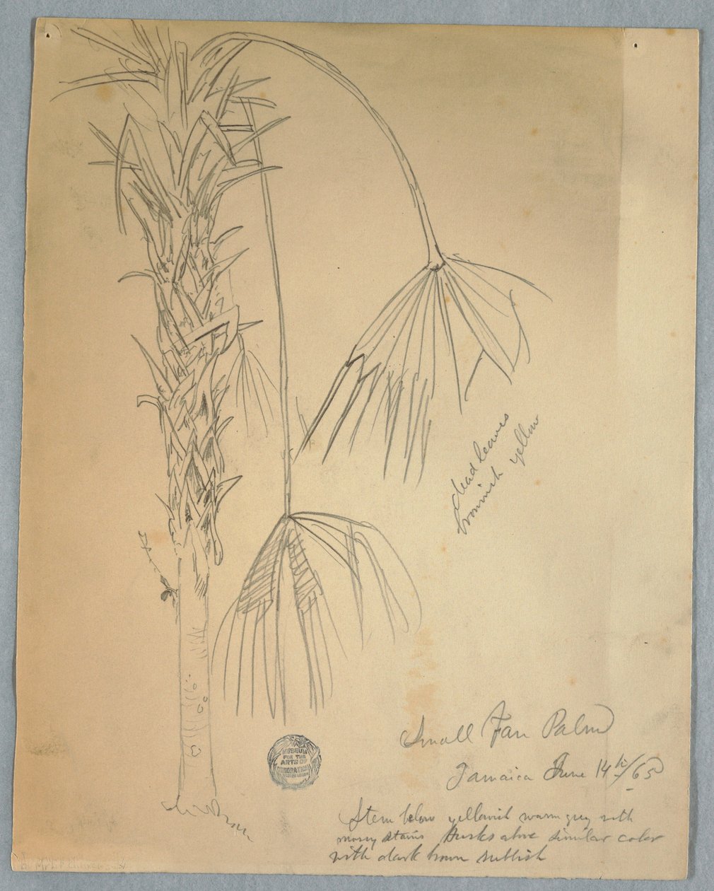 Dessin, petit palmier à éventail, Jamaïque, 14 juin 1865 - Frederic Edwin Church