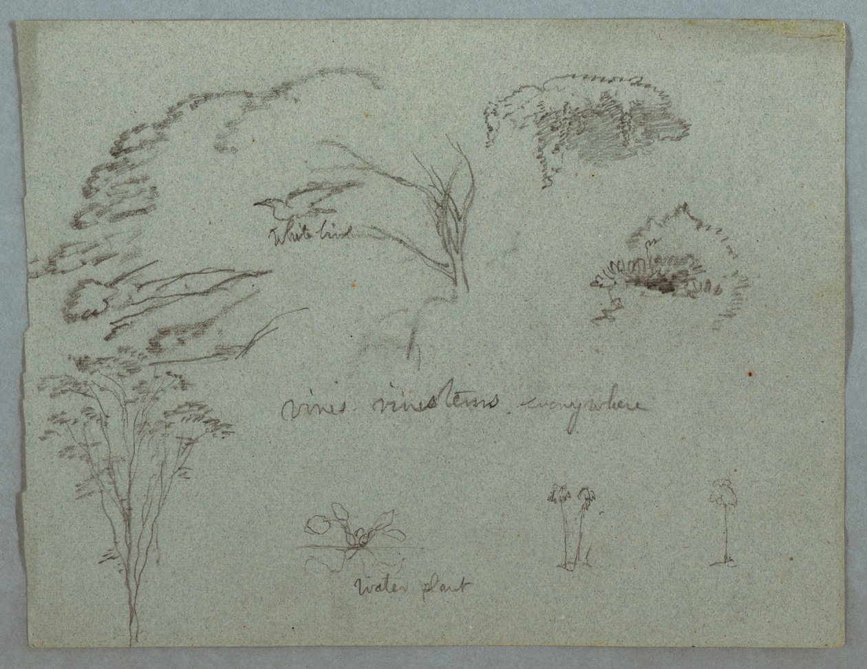 Dessin, Études du Rio Magdalena, Colombie :  Cimes d
