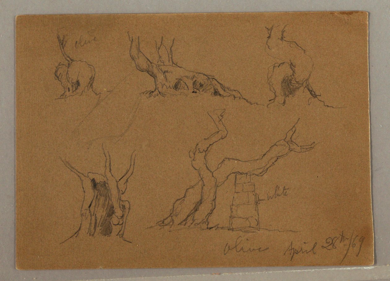 Dessin, Études de troncs d