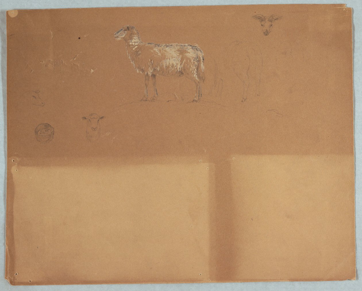 Dessin, études de moutons, Équateur ou Colombie, 1853 - Frederic Edwin Church