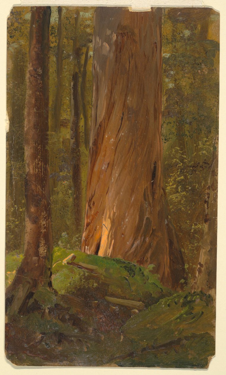 Dessin, Étude dans les bois du Maine, 1855-65 - Frederic Edwin Church
