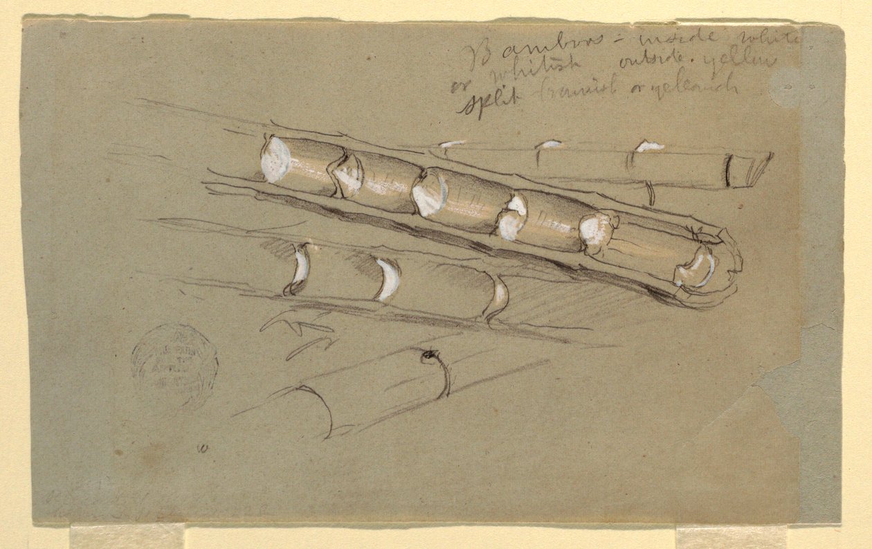 Dessin, Étude de bambou, juin 1857 - Frederic Edwin Church