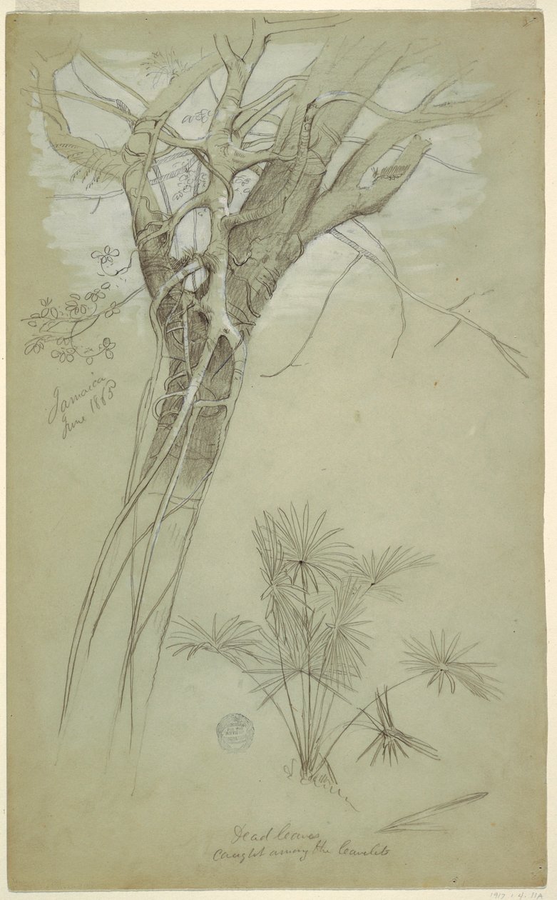 Dessin, étude d