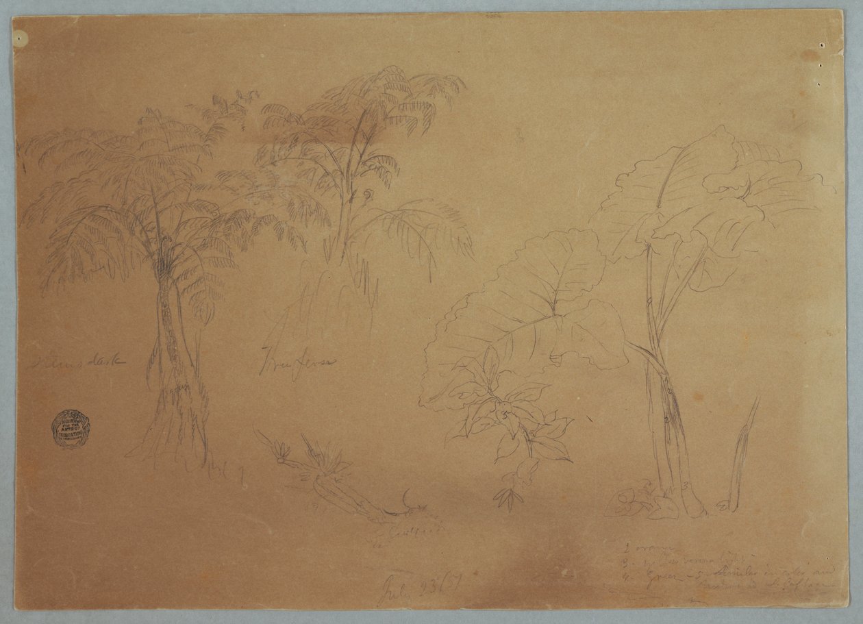 Dessin, Étude de deux arbres et de trois plantes, près de Jorje, Équateur, 23 juillet 1857 - Frederic Edwin Church