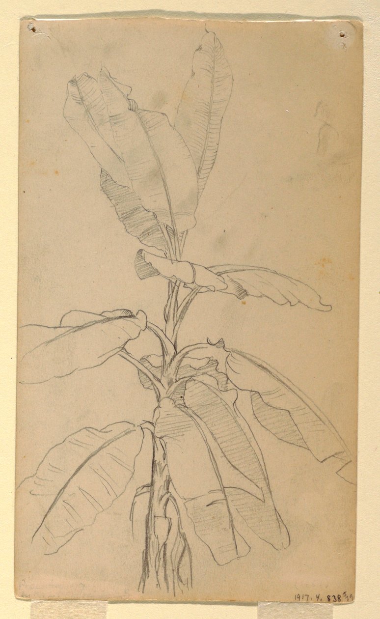 Dessin, étude d