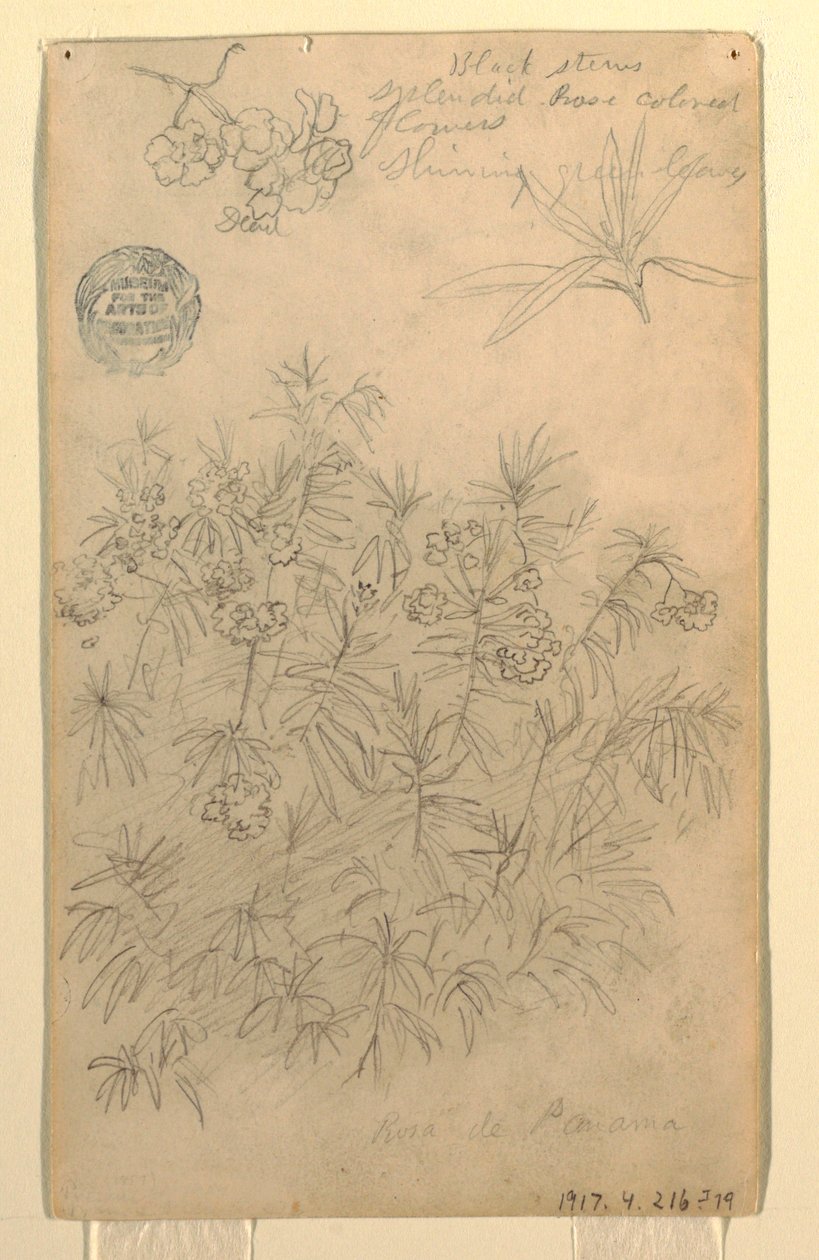 Dessin, Étude d