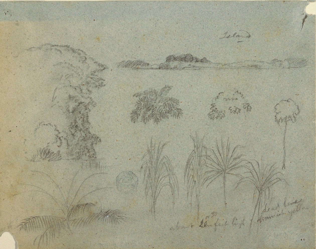 Dessin, Étude avec des cimes d