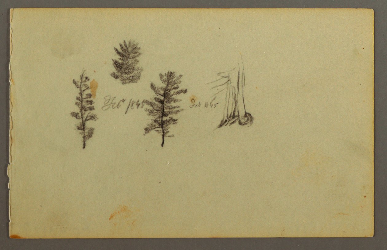 Dessin, Trois arbres à feuilles persistantes, 1845 - Frederic Edwin Church
