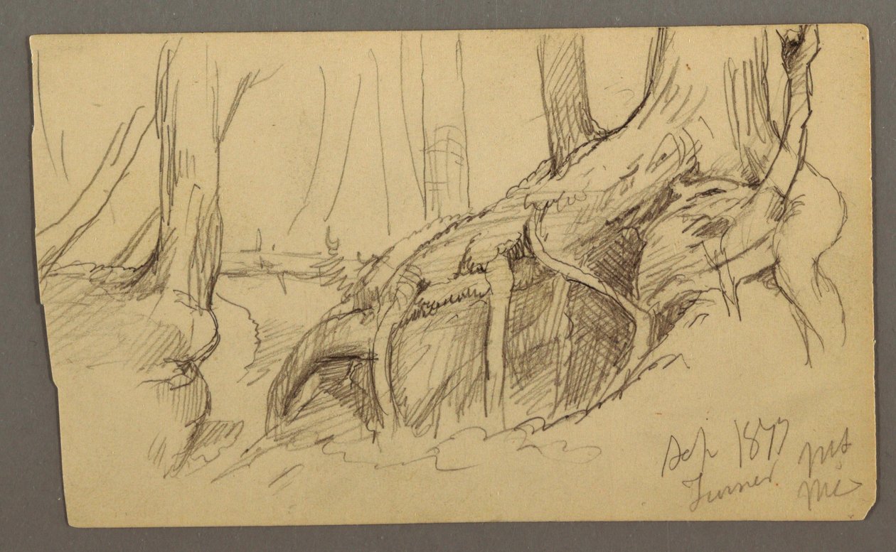 Dessin, racines d'un arbre poussant sur un rocher (Turner Mountain), 1877