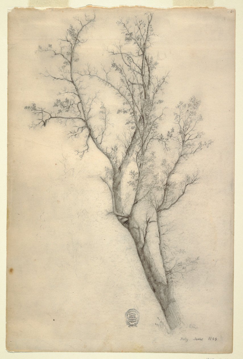 Dessin, Arbre aux nombreuses branches, juillet 1844 - Frederic Edwin Church