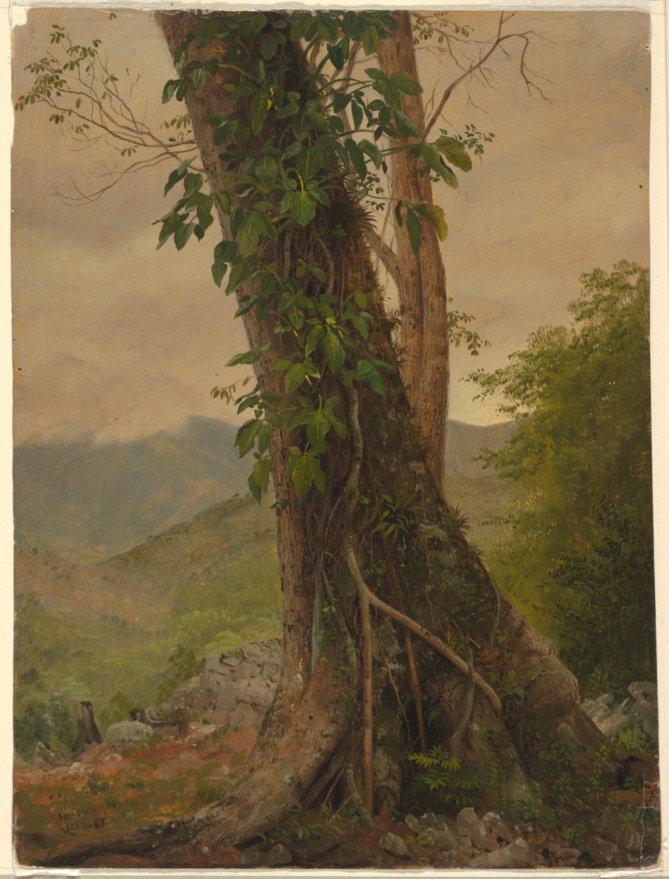 Dessin, arbre avec des vignes, Jamaïque, Antilles, mai 1865 - Frederic Edwin Church