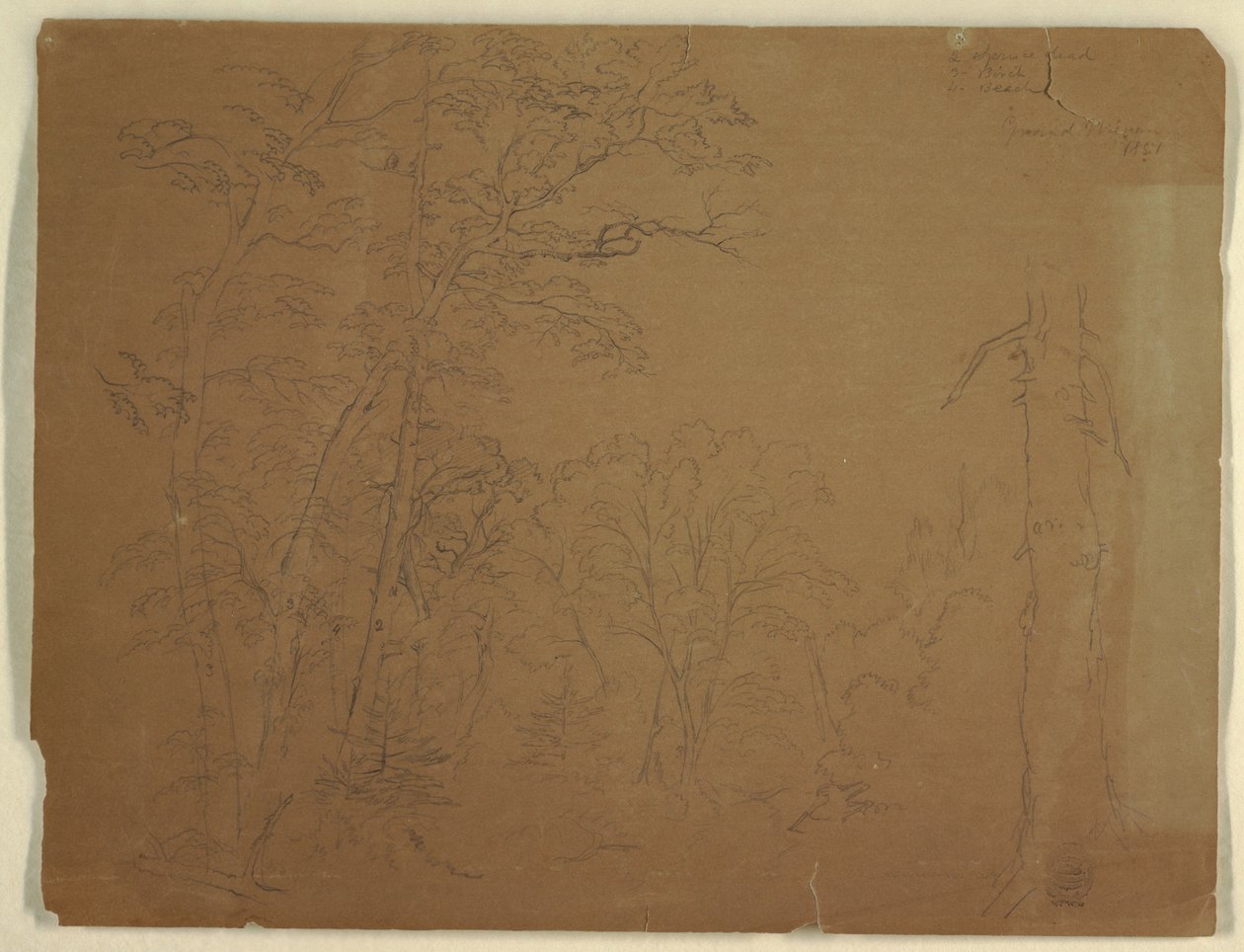 Dessin, arbres, île de Grand Manan, Canada, 1851 - Frederic Edwin Church
