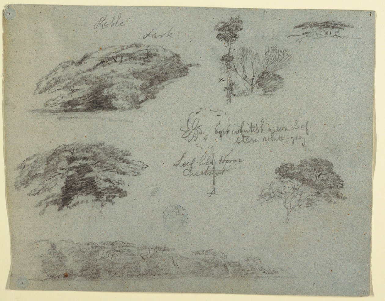 Dessin, Arbres, cimes des arbres et banc boisé, Saddleback, Maine, 1853 - Frederic Edwin Church