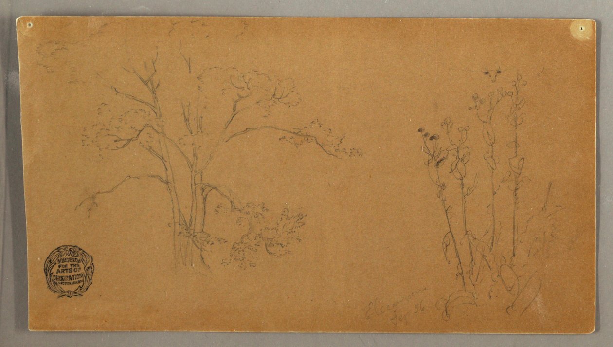 Dessin, Arbres et plantes, Elecampene, septembre 1856 - Frederic Edwin Church
