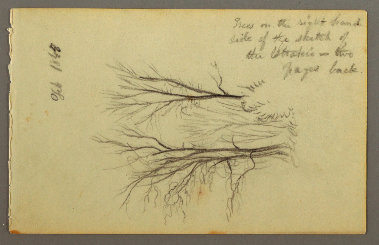 Dessin, Arbres près de l