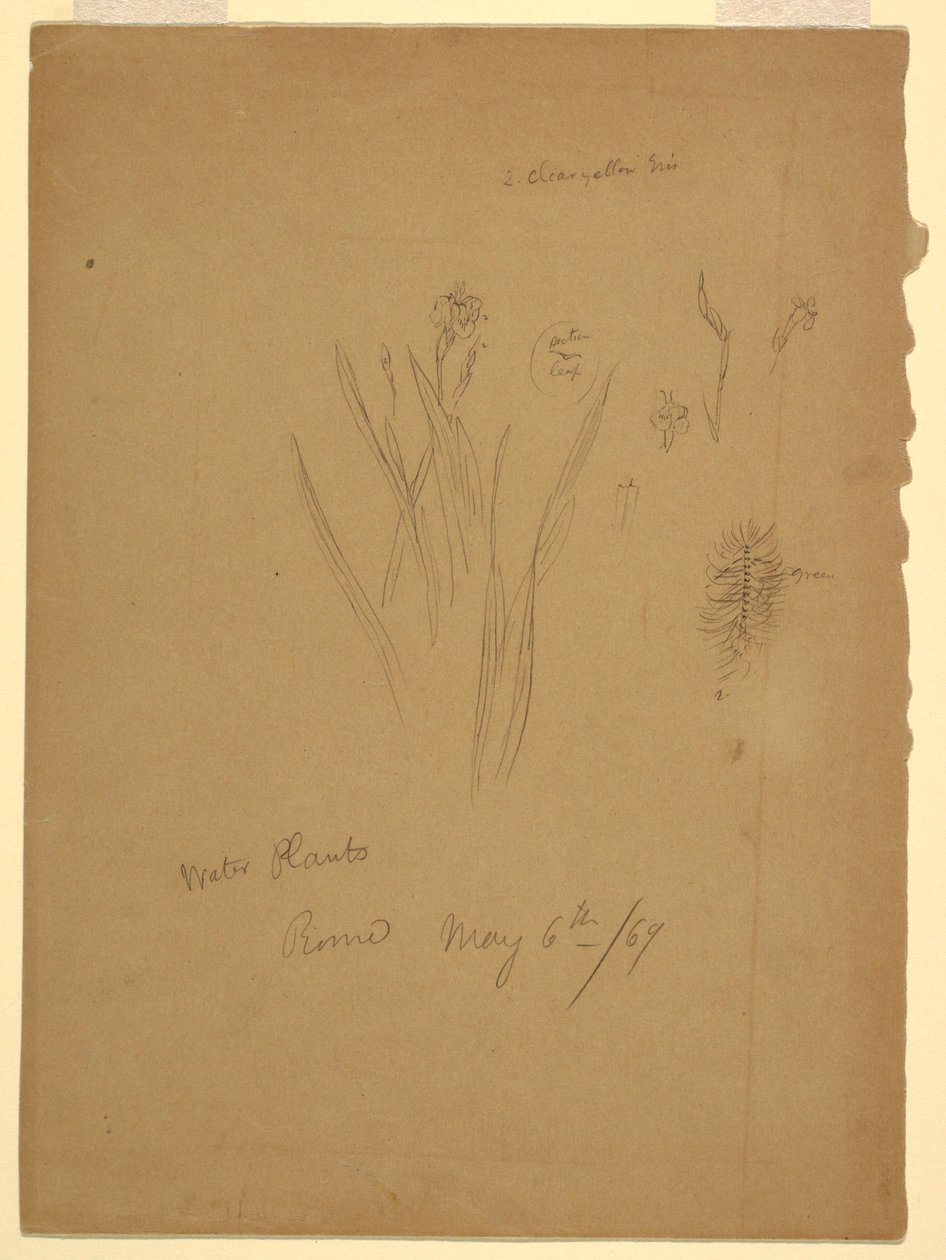Dessin, Plantes aquatiques, Rome Italie - Frederic Edwin Church