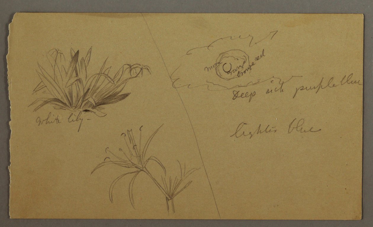 Dessin, Lis blanc, lune, peut-être 1865-66 - Frederic Edwin Church