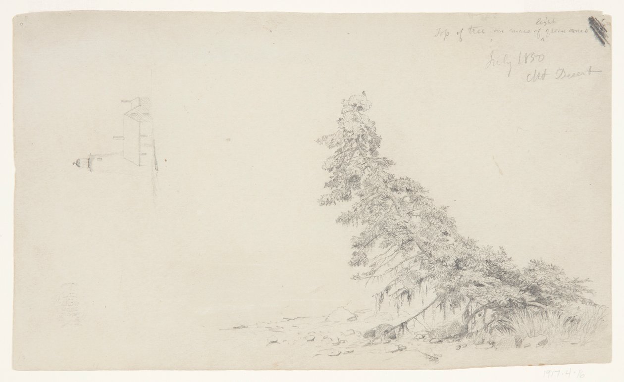 Arbre à feuilles persistantes près du rivage avec un détail du phare et d