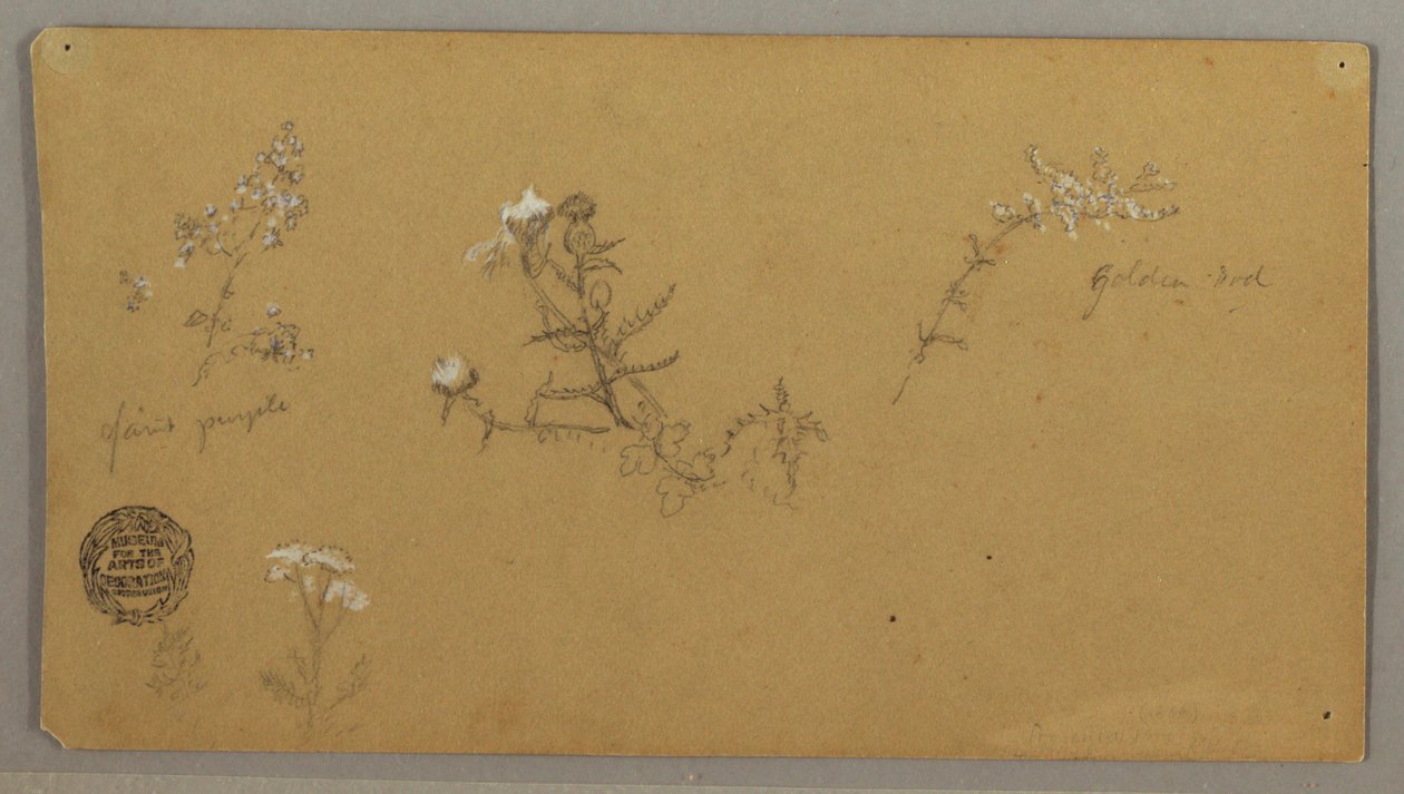 Plantes à fleurs - Frederic Edwin Church