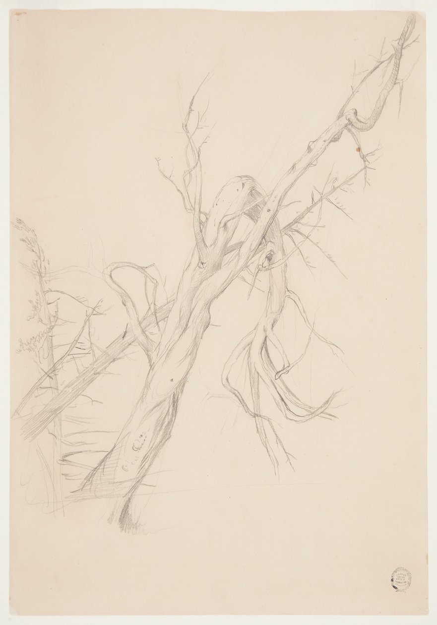 Arbre mort noueux - Frederic Edwin Church