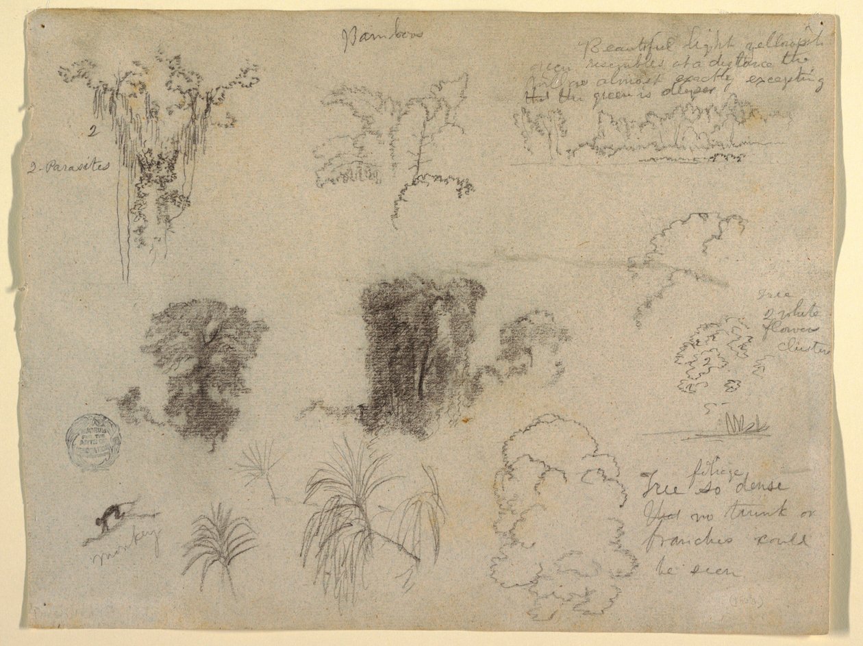 Études de la nature, probablement de Colombie : Singe, parasites et arbres - Frederic Edwin Church