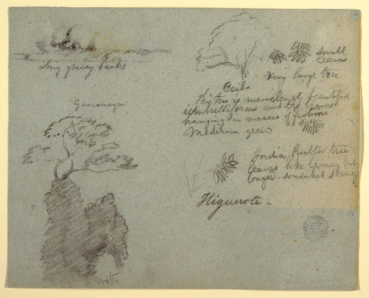 Rive et croquis botaniques de Higuerote, Équateur - Frederic Edwin Church