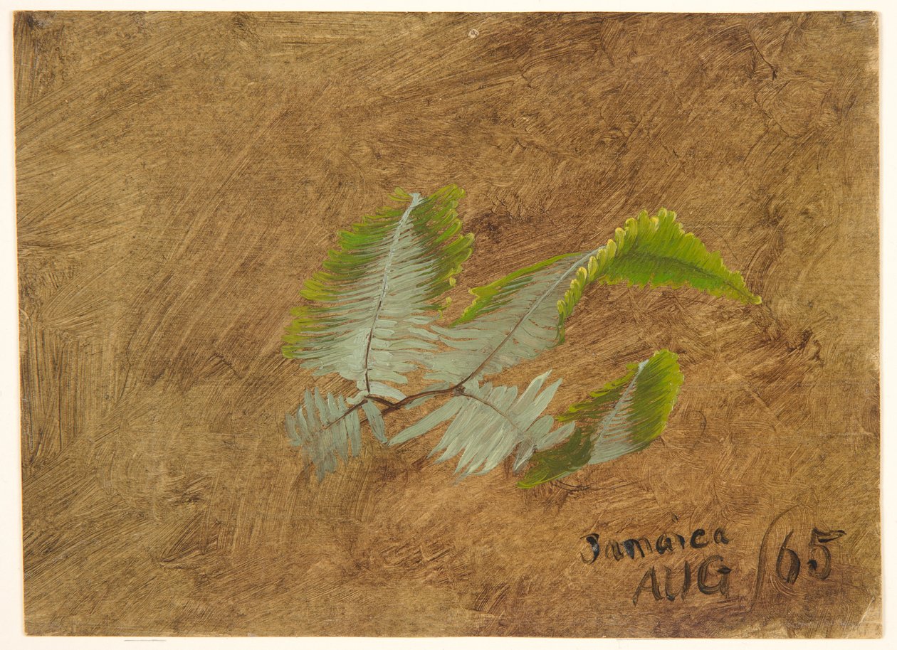 Étude de fougère, Jamaïque - Frederic Edwin Church