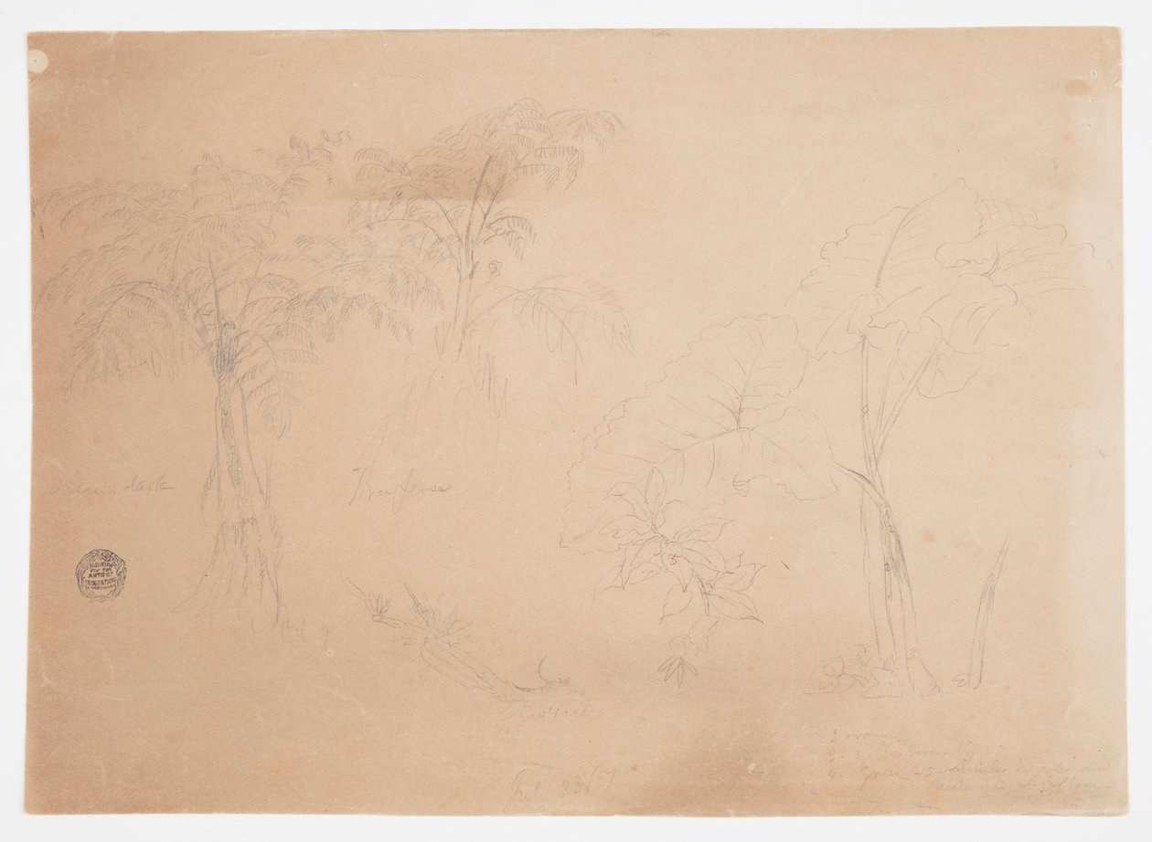 Étude de deux arbres et trois plantes, près de Jorje, Équateur - Frederic Edwin Church