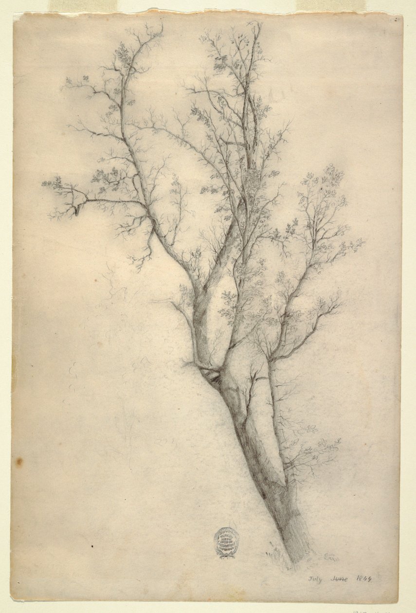 Arbre avec de nombreuses branches - Frederic Edwin Church