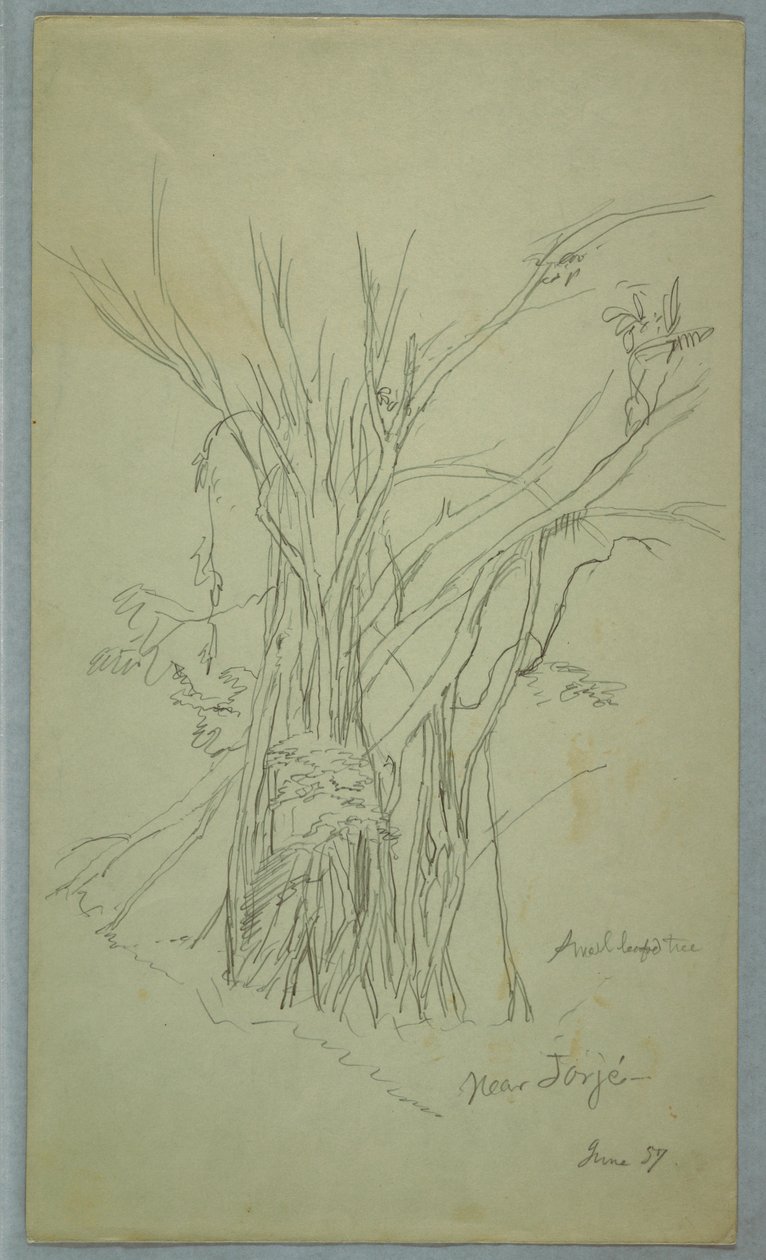 Arbre avec de nombreux troncs séparés près de Jorje, Équateur, juin 1857 - Frederic Edwin Church