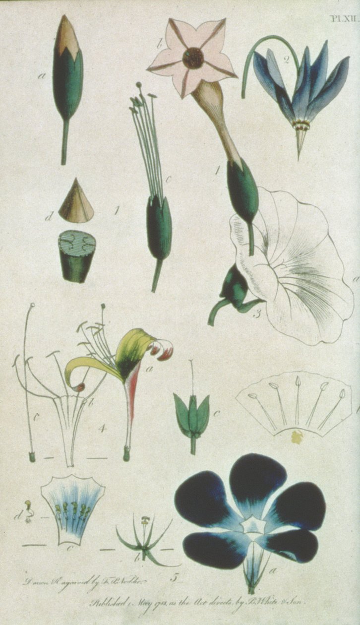 Planche XII, Lettre XVI Pentandrie Monogynie, diverses fleurs à cinq étamines, illustrant les éléments de la botanique expliqués par Carolus Linnaeus (1707-78), gravé par l